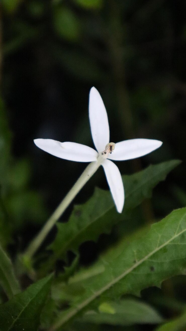 vista de cerca de la flor y las hojas verdes de Hippobroma longiflora