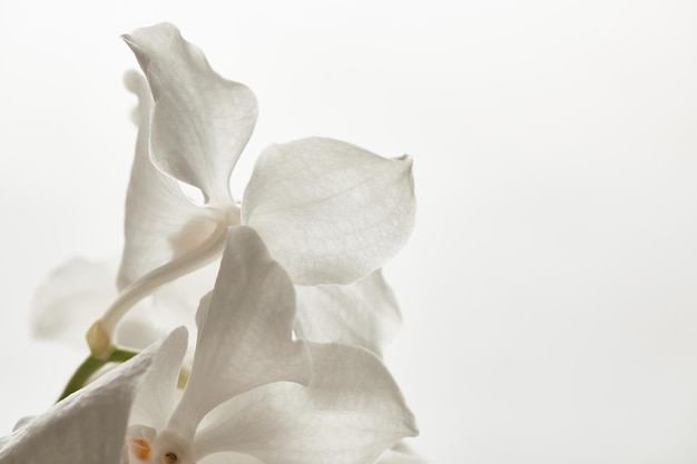 Vista de cerca de la flor de la orquídea aislada en blanco