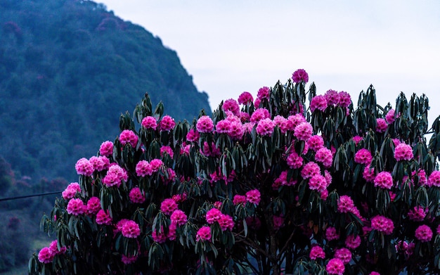 Vista de cerca de la flor de la rododrón en flor