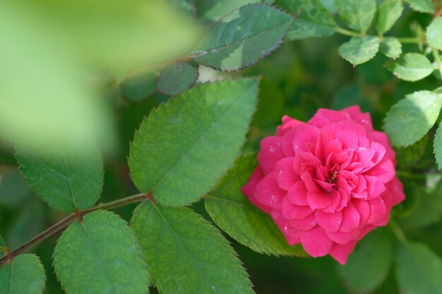 Vista de cerca flor rosa en hojas verdes en la luz del sol