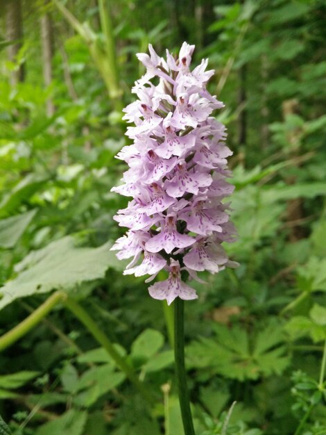 Foto vista de cerca de la flor rosada