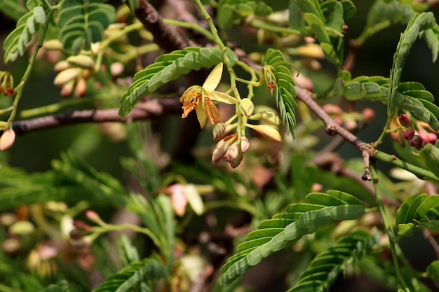 Vista de cerca de la flor de tamarindo