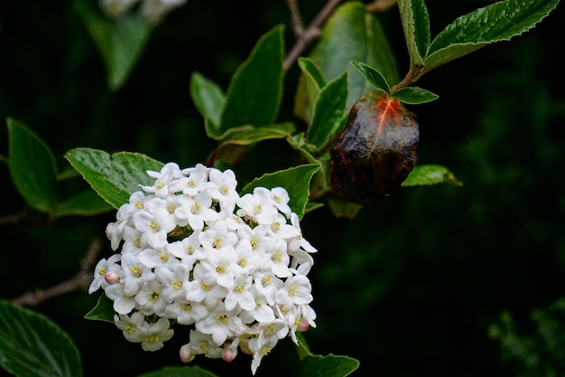 Foto vista de cerca de una flor