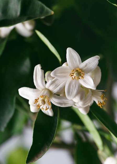 Vista de cerca de las flores y brotes blancos frescos entre el follaje verde oscuro del pomeloCitrus maxima