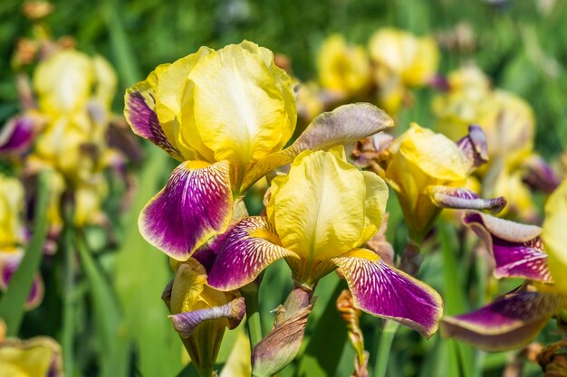 Vista de cerca de las flores florecientes del iris amarillo púrpura.