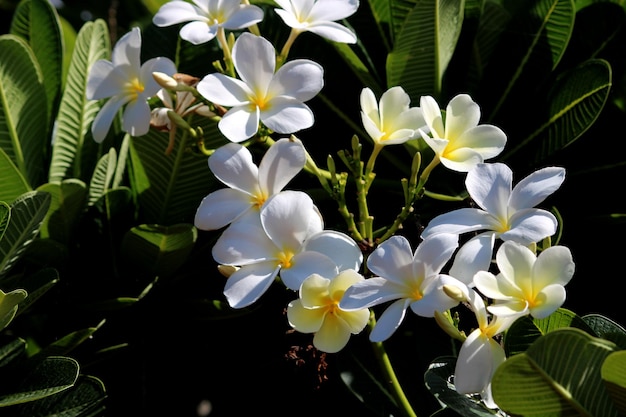 Vista de cerca de las flores Plumeria