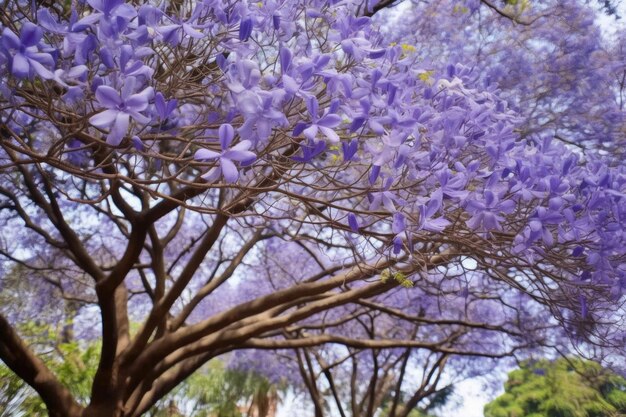 Foto vista de cerca de las flores vibrantes del árbol de jacaranda en plena floración creadas con ai generativo