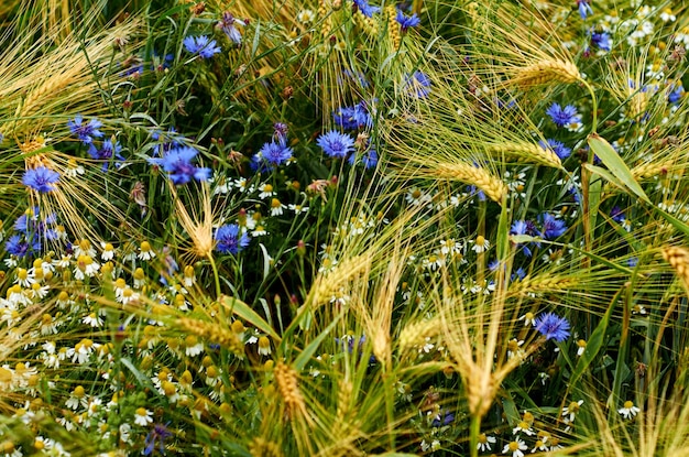 Vista de cerca de las flores