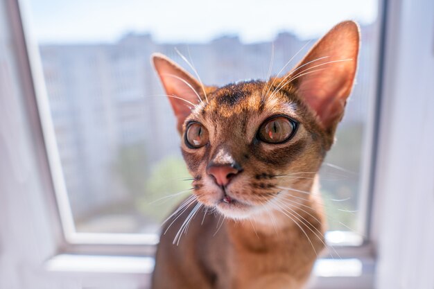 Vista de cerca de gato abisinio o gatito sentado en la ventana.