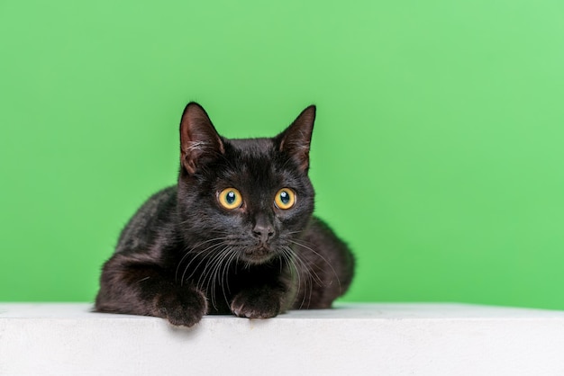 Vista de cerca de un gato negro doméstico con pelo corto sobre un fondo verde se sienta en un cubo blanco y ...