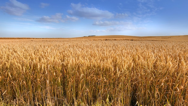 Vista de cerca de un grupo de espigas de trigo que crecen en una granja de campo para la cosecha durante el día Zoom sobre vibrantes tallos dorados de grano con copyspace y un cielo azul en una granja sostenible en verano