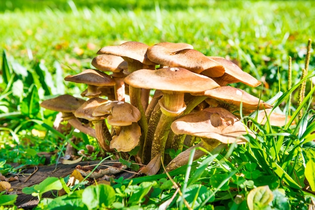 Vista de cerca del grupo de hongos agárico de miel sobre fondo de hierba verde