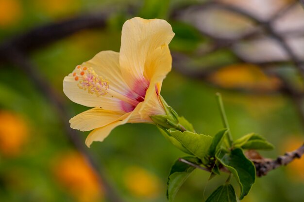 Vista de cerca de una hermosa flor amarilla de hibisco en el jardín.