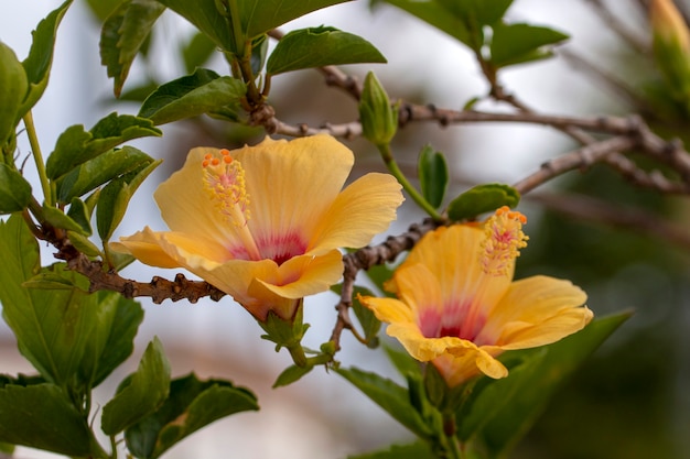 Vista de cerca de una hermosa flor amarilla de hibisco en el jardín.