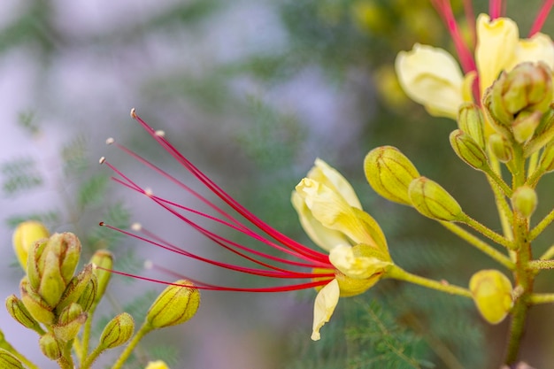 Vista de cerca de la hermosa flor Erythrostemon gilliesii