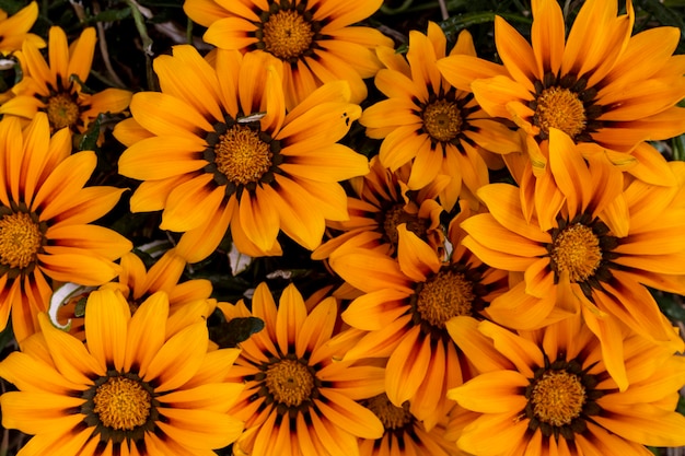 Vista de cerca de la hermosa flor de Gazania heterochaeta