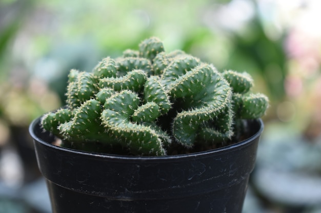 Vista de cerca del hermoso mini cactus en maceta en el jardín