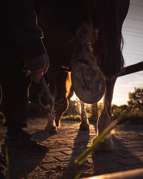 Foto vista de cerca de una herradura