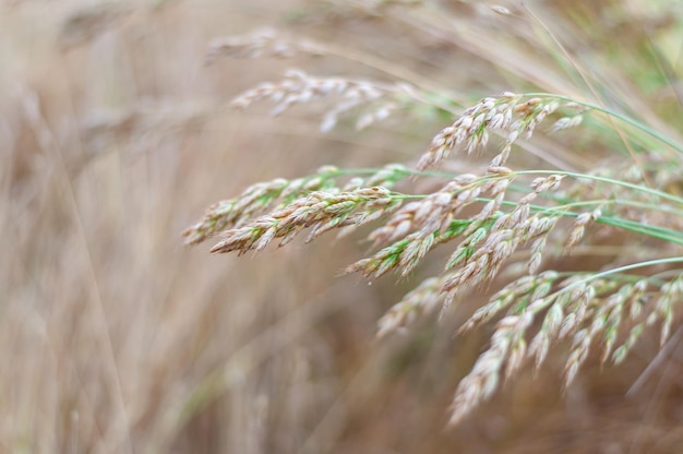 Vista de cerca de la hierba seca en el campo Foto con fondo desenfocado