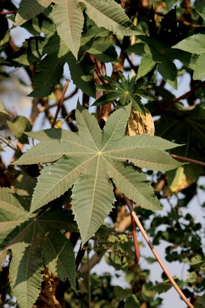 Una vista de cerca de una hoja de Ricinus communis