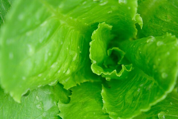 Foto vista de cerca de una hoja verde