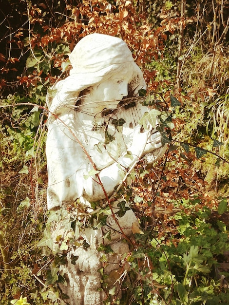 Foto vista de cerca de la hoja