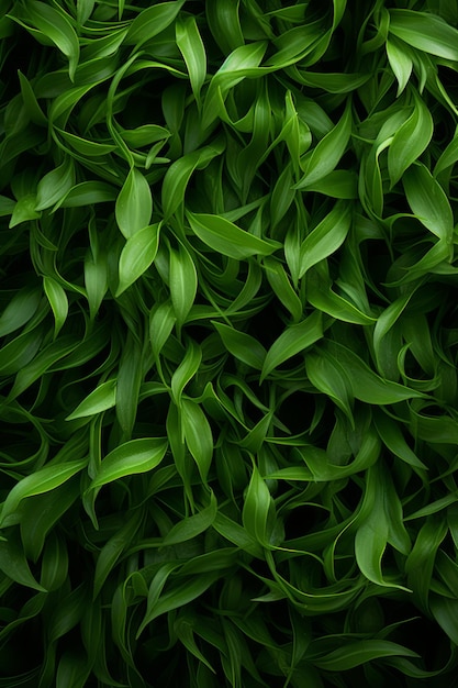 una vista de cerca de hojas verdes sobre un fondo negro