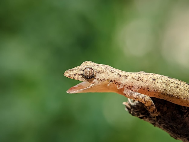 Vista de cerca de un lagarto con un fondo borroso