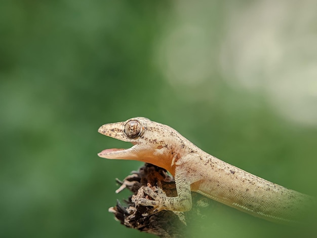 Foto vista de cerca de un lagarto con un fondo borroso