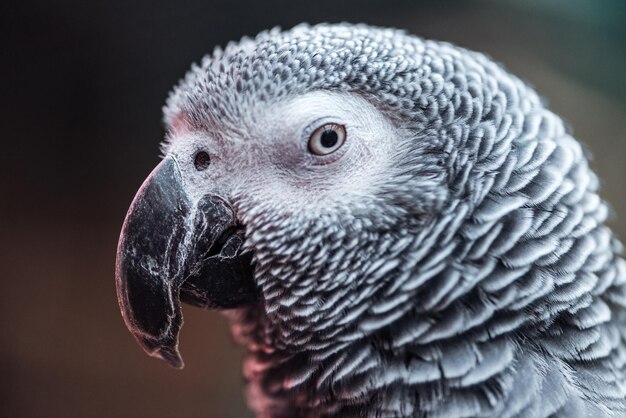 Foto vista de cerca del loro gris vivo mirando a la cámara