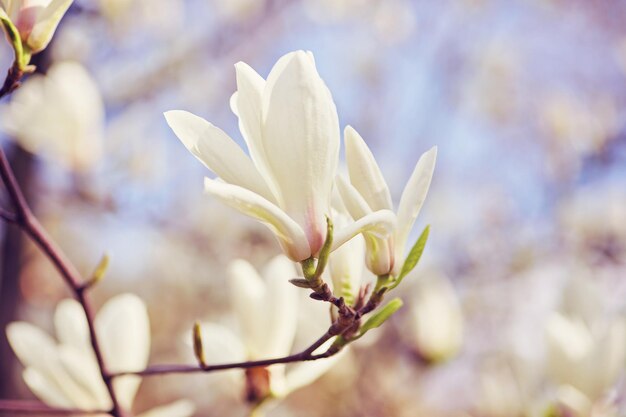 Vista de cerca de la magnolia floreciente púrpura