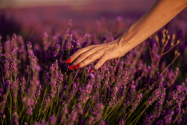 Vista de cerca de una mano de mujer tocando flores de lavanda mientras camina en el campo de lavanda