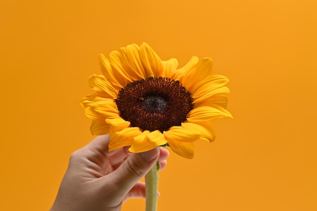 Vista de cerca de la mano que sostiene hermosos girasoles sobre fondo amarillo Fondo floral