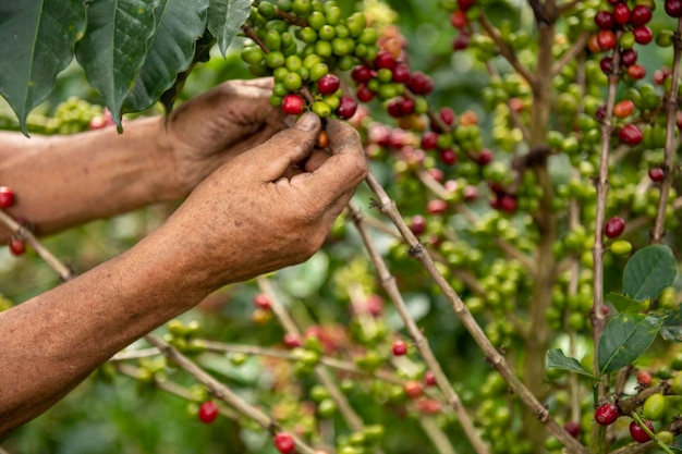 Una vista de cerca de las manos de un agricultor de café arábica recogiendo granos de una planta en su finca en Colombia