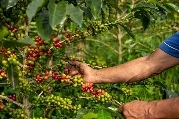 Una vista de cerca de las manos de un agricultor de café arábica recogiendo granos de una planta en su finca en Colombia