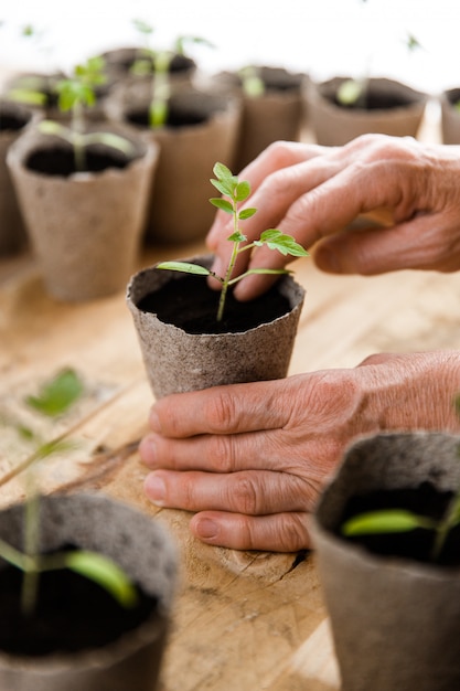 Vista de cerca de manos de mujer senior plantar plántulas de tomate verde fresco en macetas ecológicas