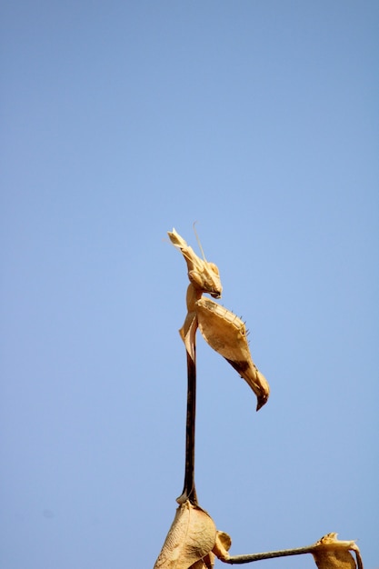 Una vista de cerca de la mantis rosa india Gongylus gongylodes insecto