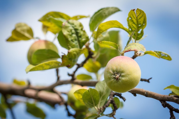 Vista de cerca de manzanas verdes sin madurar en el árbol en el jardín en un día de verano con cielo azul