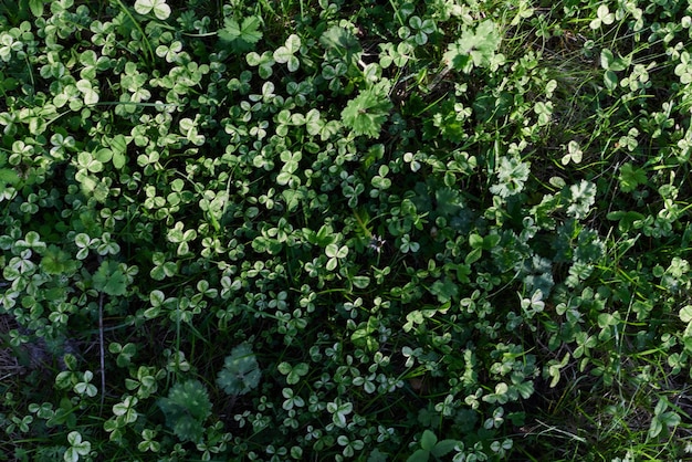 Vista de cerca del microtrébol de césped verde de verano a la luz del sol