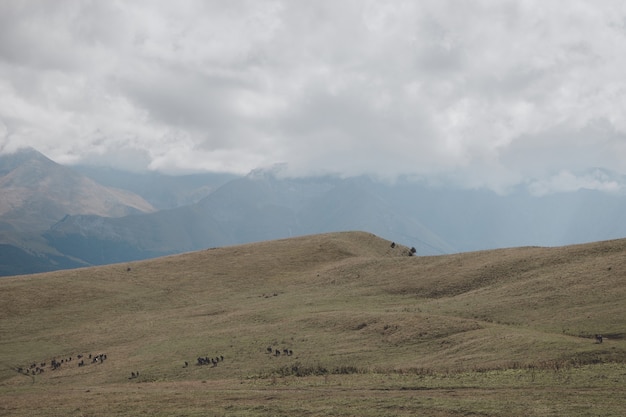 Vista de cerca de las montañas y escenas del valle en el parque nacional Dombai, Cáucaso, Rusia, Europa. Paisaje de verano, clima soleado, espectacular cielo azul y día soleado