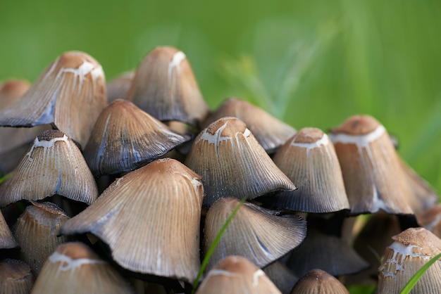 Una vista de cerca de un montón de hongos Vista macro de hongos con hierba verde El grupo de hongos silvestres en un bosque sobre fondo verde borroso Pequeño hongo marrón en musgo verde Coprinus micaceus