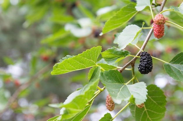 Vista de cerca de moras maduras e inmaduras en un árbol con un huerto en el fondo borroso