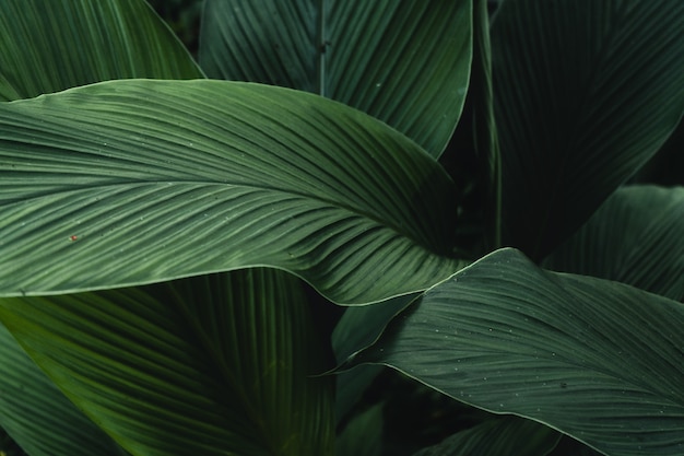 Vista de cerca de la naturaleza de fondo de hoja verde, papel tapiz oscuro