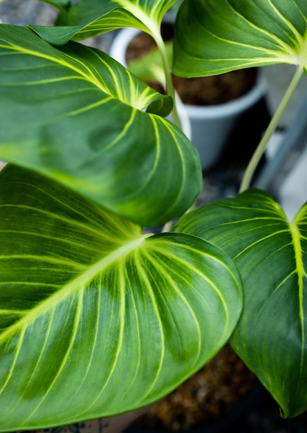 Foto vista de cerca de la naturaleza de la hoja verde de los homalomena