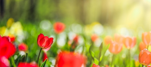 Vista de cerca de la naturaleza de increíbles tulipanes rosas rojos que florecen en el jardín. Flores de primavera bajo la luz del sol