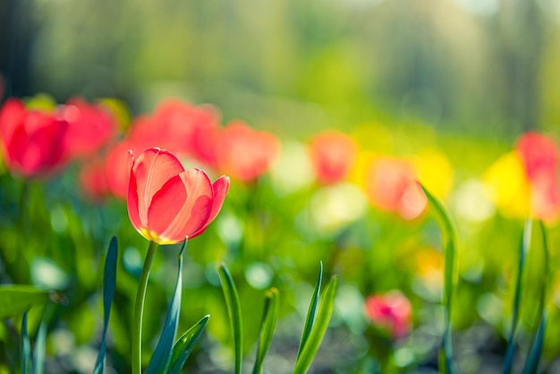 Vista de cerca de la naturaleza de increíbles tulipanes rosas rojos que florecen en el jardín. Flores de primavera bajo la luz del sol