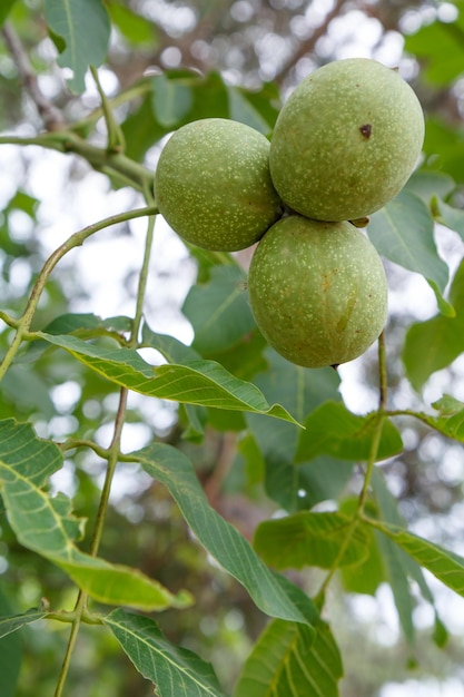 Vista de cerca de nueces verdes sin madurar en un árbol con un huerto en el fondo borroso