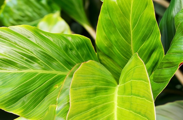 vista de cerca de una paleta tropical de textura de hojas verdes