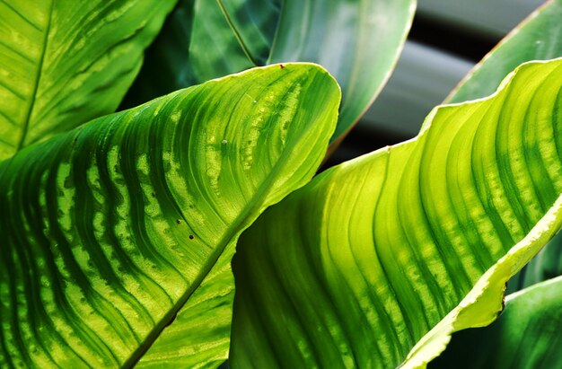 vista de cerca de una paleta tropical de textura de hojas verdes