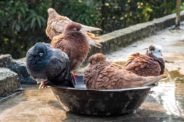 Vista de cerca de unas palomas bañistas en la azotea